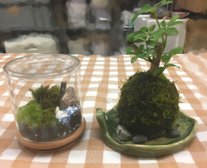 苔玉を作りたい とらろぐ