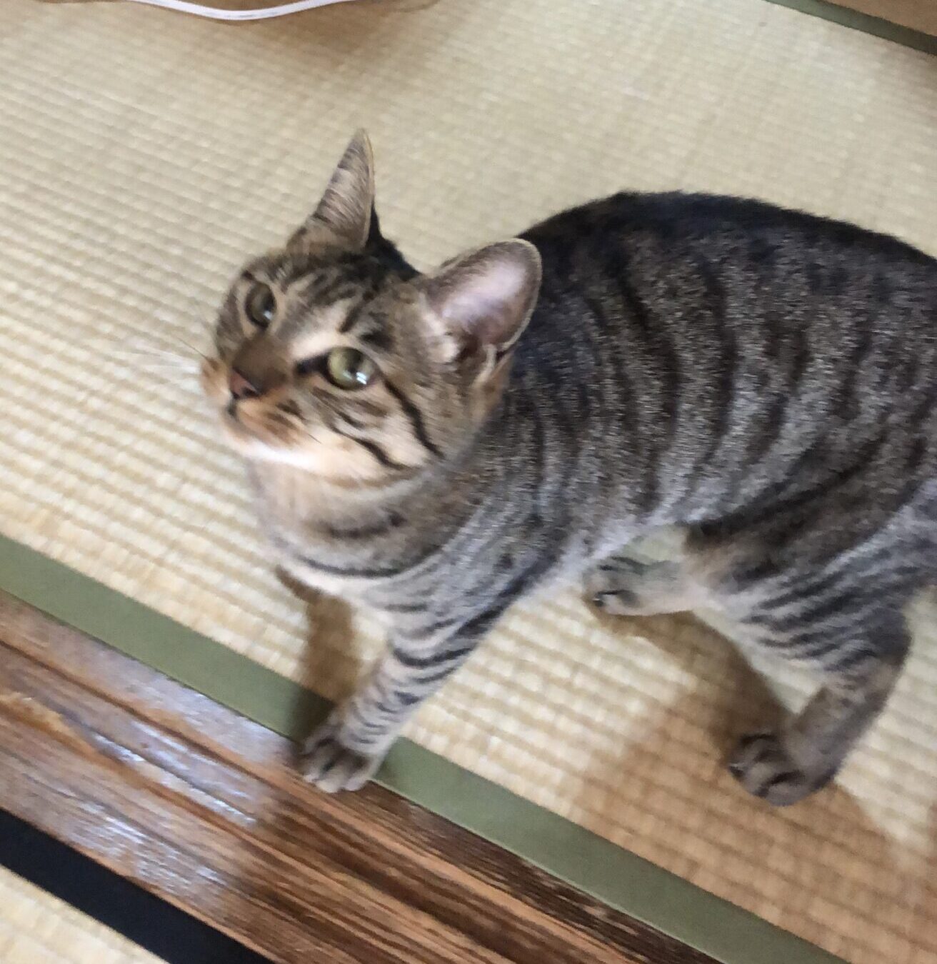 猫のあれこれ